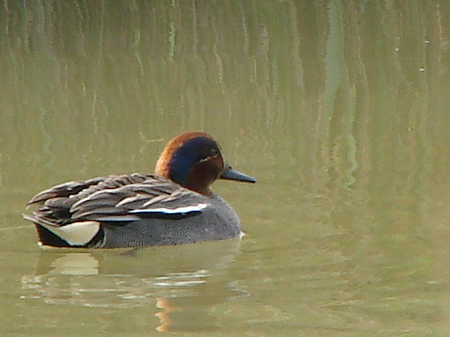 macchia grande e la sua avifauna